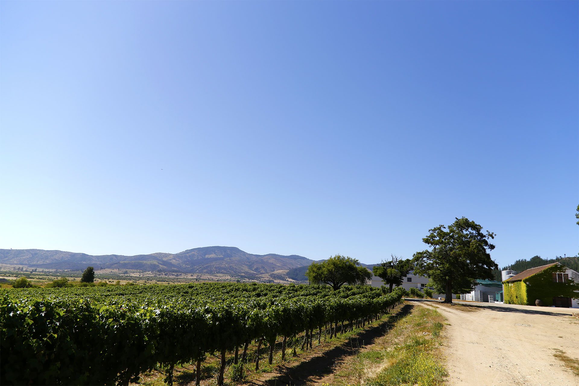 Camino entre viñedos de Bouchon